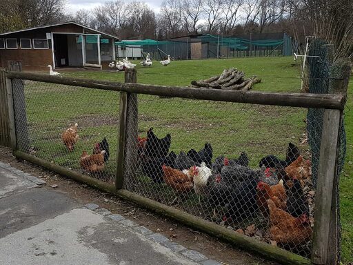 Hühnerstall mit Außenanlage