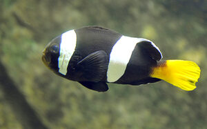 Bunter Fisch