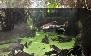 Große Fische drehen ihre Runde in einer Flusslandschaft.
