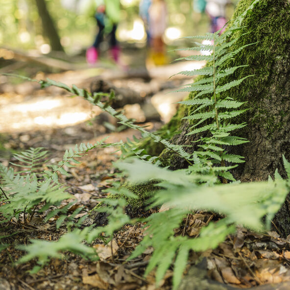 Grüne Farne mitten im Wald