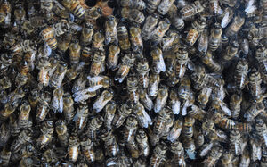 Bienenmuseum Duisburg Bienenstock