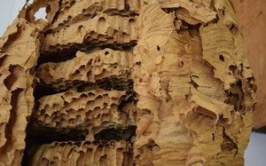 Bienenmuseum Duisburg Hornissennest
