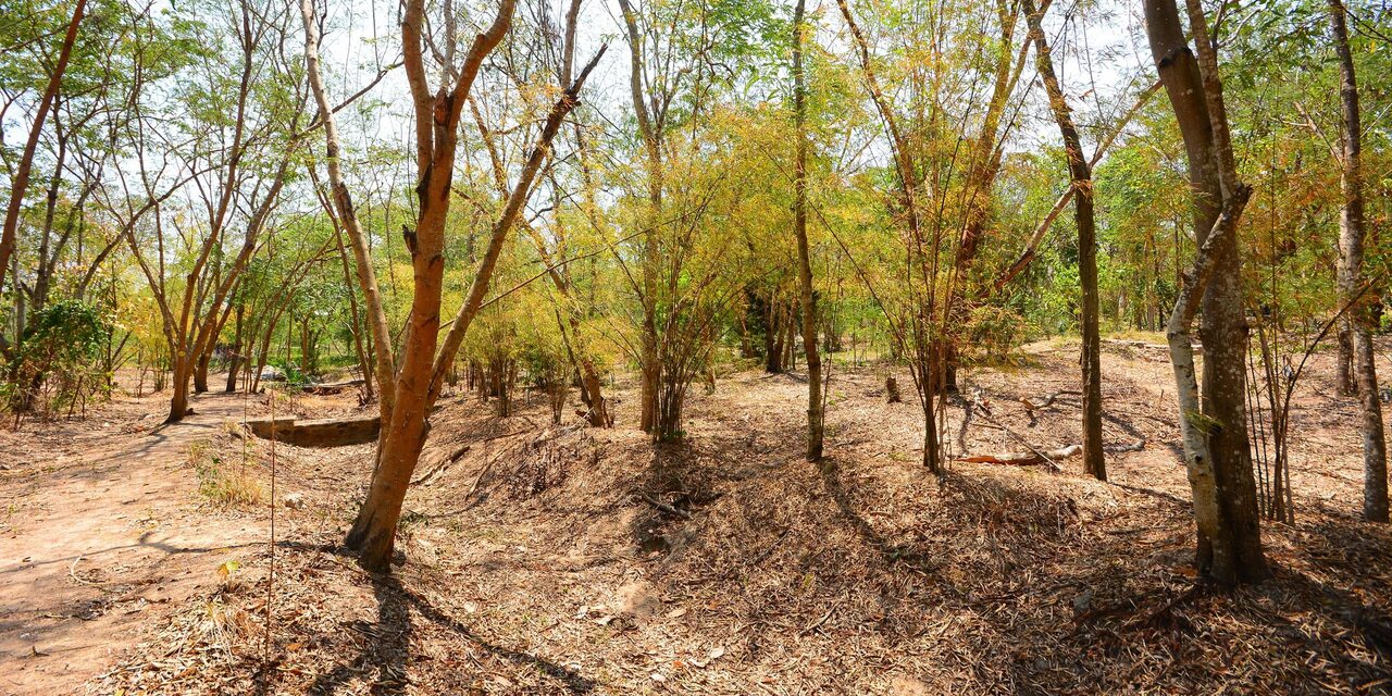 Symbolbild trockener Wald