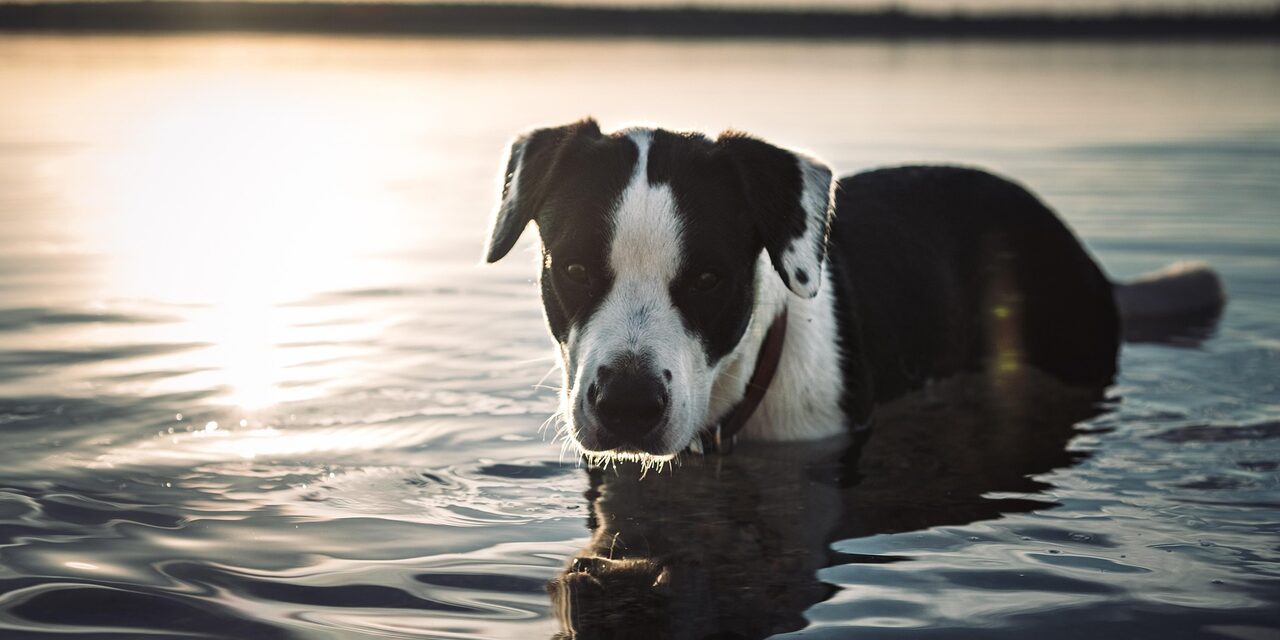 Hundesteuer