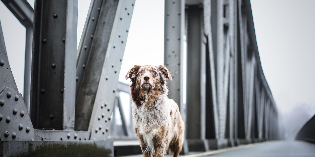 Hundesteuer