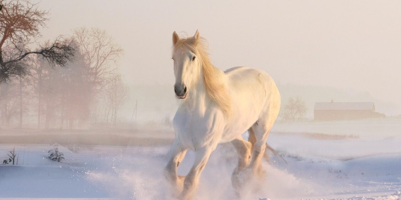 Weißes Pferd galoppiert im Schnee