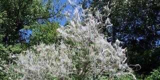 Baum mit Gespinsten in den Ästen