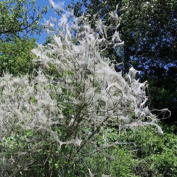 Baum mit Gespinsten in den Ästen