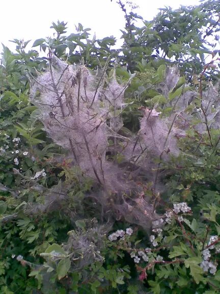 Baum mit Gespinsten in den Ästen