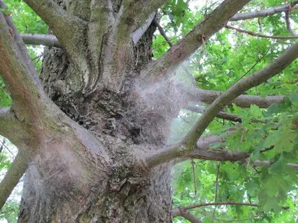 Baumbefall mit Gespinsten