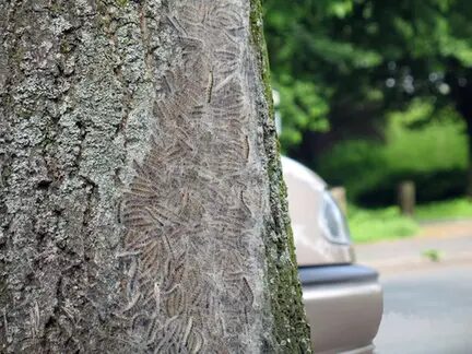 Baumbefall mit Gespinsten