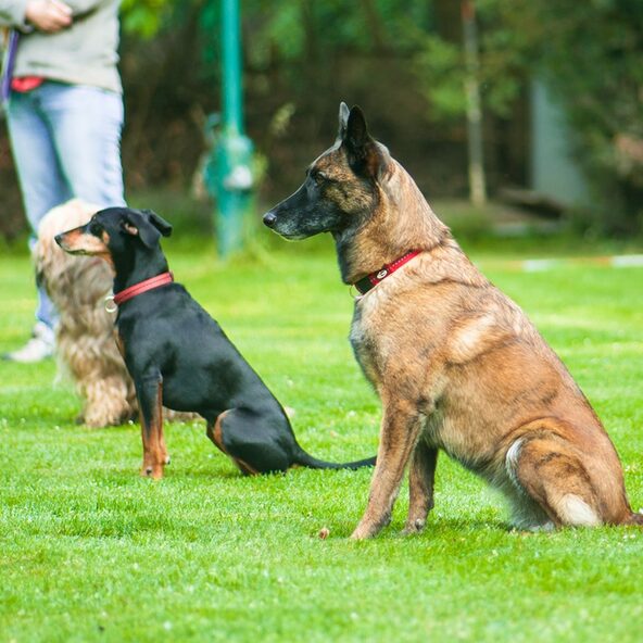 Malonois und zwei andere Hunde auf einer Wiese im Sitz