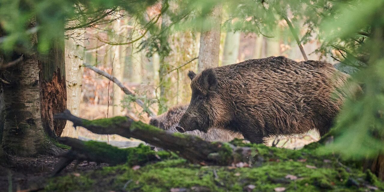 Wildschwein im Wald