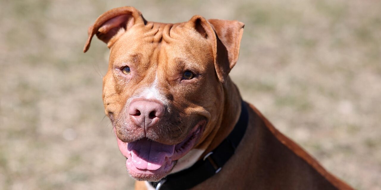 brauner Hund im Portrait