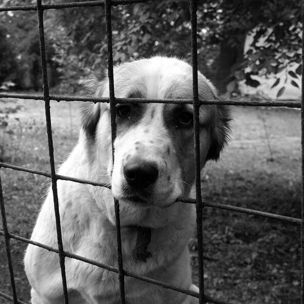 Schwarz-weiß Bild eines Hundes hinter einem Metallzaun