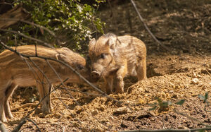 Wildschwein-Frischlinge