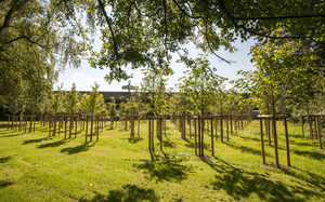 Reiher junger neu gepflanzter Bäume