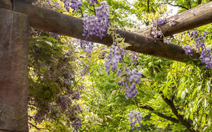 Blumenranken an Holzarkaden