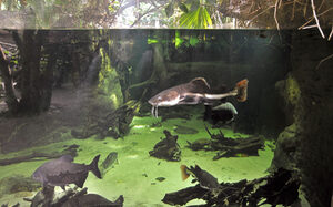 Große Fische drehen ihre Runde in einer Flusslandschaft.