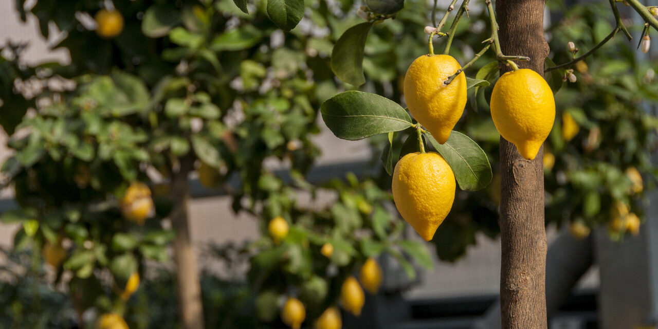 Zitronenbaum