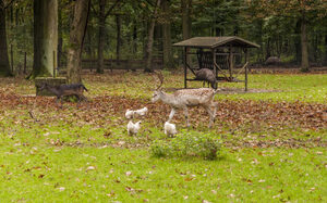Wild und Hühner auf der einer Herbstwiese