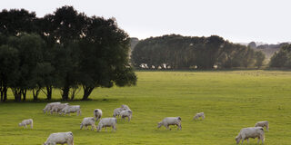 Kühe grasen - Rheinaue Walsum