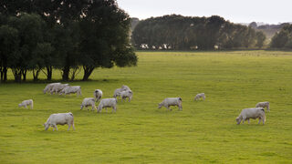 Kühe grasen - Rheinaue Walsum