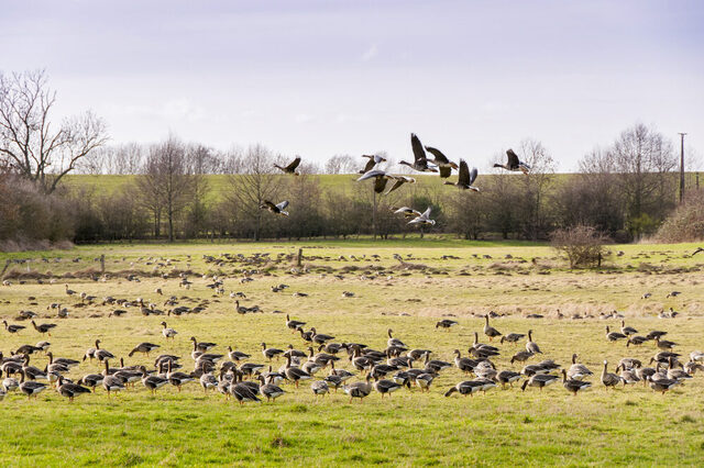 Kanadagänse auf der Wiese