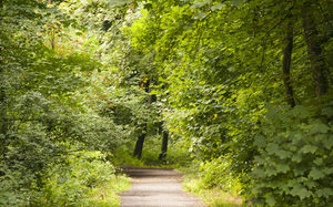 Stadtwald Spazierweg im Grünen