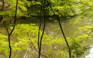 See im Stadtwald durch begrünte Äste zu sehen