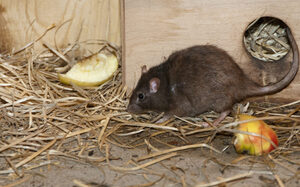Eine Ratte schnüffelt nach Fressbaren.