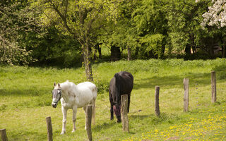 Zwei Pferde auf der Rheinaue Friemersheim