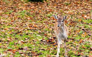 Rehkitz im Herbstlaub