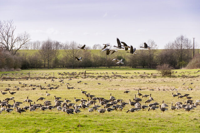 Kanadagänse auf der Wiese