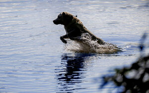 Hund geht baden